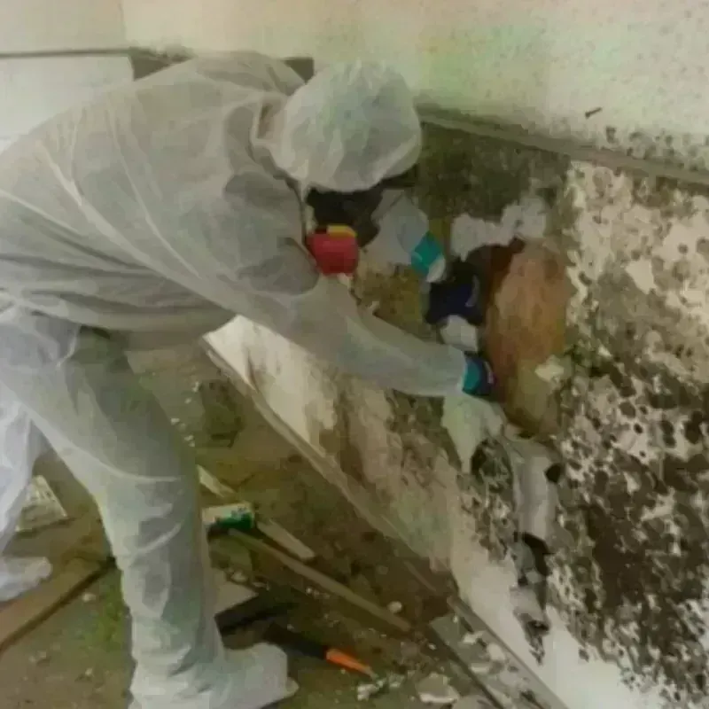 Mold Remediation and Removal in Stover, MO